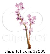 Clipart Illustration Of A Tree Branch With Pink Blossoms
