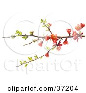 Tree Branch With Leaves And Red Blossoms