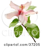 Clipart Illustration Of A 3d Pink Hibiscus Flower