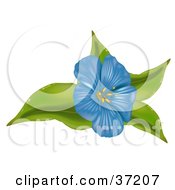 Clipart Illustration Of A Blue Anemone Flower On Green Leaves