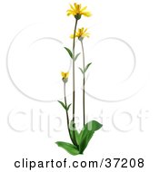 Clipart Illustration Of Yellow Leopards Bane Wolfs Bane Mountain Tobacco Or Mountain Arnica Arnica Montana Flowers On Tall Stems