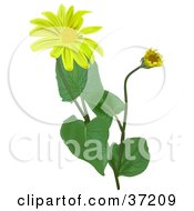 Poster, Art Print Of Blooming Leopards Bane Wolfs Bane Mountain Tobacco Or Mountain Arnica Arnica Montana Flowers
