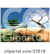 Poster, Art Print Of African Landscape With Two Dead Trees And A Green Acacia Tree In The Background