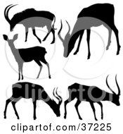 Antelope Silhouettes In Black On A White Background