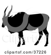 Poster, Art Print Of Black Silhouetted Large Antelope