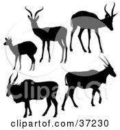 Five Antelope Silhouetted In Black