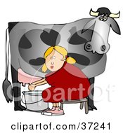 Blond Woman Sitting On A Bench And Getting Squirt In The Face While Milking A Black Cow