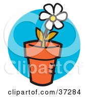 Poster, Art Print Of Single White Daisy Flower Growing In A Pot