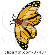 Poster, Art Print Of Flying Orange Butterfly