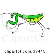 Green Praying Mantis In Profile