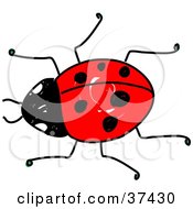 Poster, Art Print Of Crawling Red Ladybug