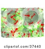 Poster, Art Print Of Background Of Red Ants On Green