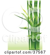 Stalks Of Lush Green Bamboo On A Gradient And Misty Green Background