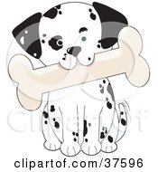 Cute Dalmatian Puppy Dog Tilting His Head And Biting A Bone