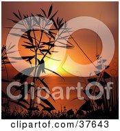 Clipart Illustration Of Coastal Plants Silhouetted In Black Against An Orange Sunset