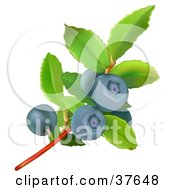 Poster, Art Print Of Blueberry Plant With Green Leaves And Ripe Berries