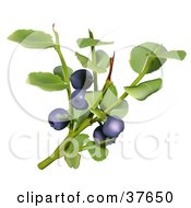Poster, Art Print Of Leaves And Berries Of A Blueberry Plant