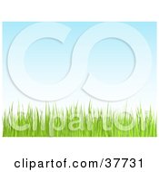 Poster, Art Print Of Green Lawn Grass Growing Against A Blue Sky