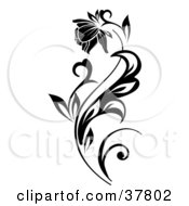Clipart Illustration Of A Beautiful Bloom On A Black Plant