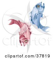 Clipart Illustration Of Pink And Blue Pisces Fish With The Zodiac Symbol by AtStockIllustration