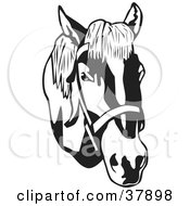 Poster, Art Print Of Black And White Bridled Horse Head