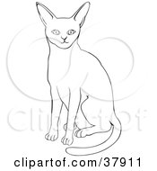 Poster, Art Print Of Black And White Outline Of An Abyssinian Cat