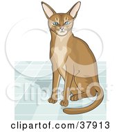 Poster, Art Print Of Curious Abyssinian Cat Seated On A Tile Floor