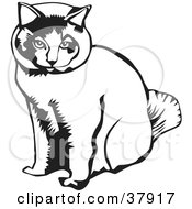 Poster, Art Print Of Black And White Outline Of A Sitting Cat