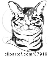 Poster, Art Print Of Black And White Outline Of An American Bobtail Cats Face