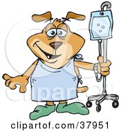 Poster, Art Print Of Hospital Patient Dog In A Robe And Slippers Walking With Fluids