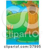 Poster, Art Print Of Mature Tree With A Hole Beside A Pond With Cattails