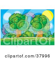 Poster, Art Print Of The Sun Behind A Cluster Of Mature Trees And Bushes