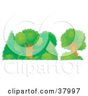 Poster, Art Print Of Healthy Green Trees Shrubs And Bushes In A Forest