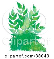 Poster, Art Print Of Tall Leafy Plant Growing Behind Bushes