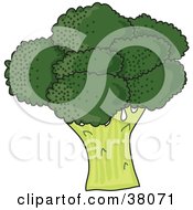 Head Of Organic Green Broccoli