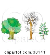 Clipart Illustration Of An Adult Tree Bare Tree And Young Tree by Alex Bannykh