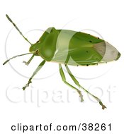 Poster, Art Print Of Green Stink Bug Or Green Soldier Bug Acrosternum Hilare
