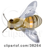 Poster, Art Print Of Aerial View Of A European Honey Bee Or Western Honey Bee Apis Mellifera