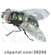 Poster, Art Print Of Calliphoridae Fly