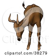 Poster, Art Print Of Curious Brown Antelope With Short Antlers