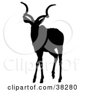 Poster, Art Print Of Black Silhouette Of An Alert Antelope With Curly Antlers