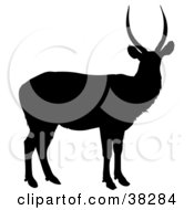 Poster, Art Print Of Black Silhouette Of An Antelope With Slightly Curved Antlers