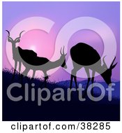 Three Silhouetted Antelope Grazing On A Hillside Against A Purple Sunset