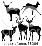 Five Silhouetted Antelope In Black