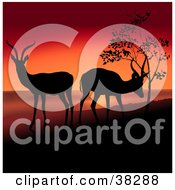 Two Antelope Grazing And Silhouetted On A Hill Against A Red Sunset