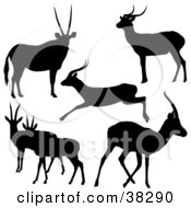 Six Silhouetted Antelope In Black