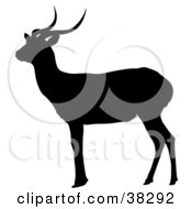 Poster, Art Print Of Black Silhouette Of A Gazing Antelope