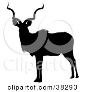 Poster, Art Print Of Black Silhouette Of A Male Antelope With Curly Antlers