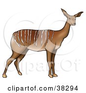 Wild Antelope With White Stripes Along Its Back