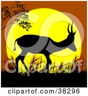 Poster, Art Print Of Lone Antelope Walking In Grass Silhouetted Against A Yellow And Orange Sunset